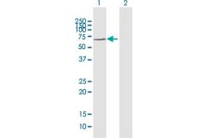 Western Blot analysis of GBP2 expression in transfected 293T cell line by GBP2 MaxPab polyclonal antibody. (GBP2 抗体  (AA 1-591))