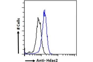 ABIN6391348 Flow cytometric analysis of paraformaldehyde fixed HeLa cells (blue line), permeabilized with 0. (HDAC2 抗体  (Internal Region))