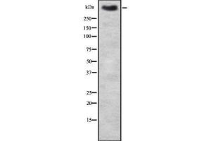 Western blot analysis of MUC2 using HT-29 whole cell lysates (MUC2 抗体)