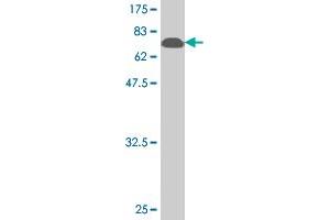Western Blot detection against Immunogen (74. (BAG5 抗体  (AA 1-447))