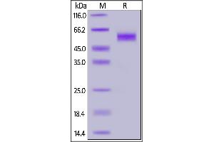SDS-PAGE (SDS) image for Killer Cell Lectin-Like Receptor Subfamily K, Member 1 (KLRK1) (AA 73-216) (Active) protein (mFc Tag) (ABIN7013447)