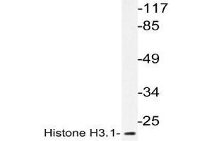 Western blot (WB) analyzes of Histone H3. (Histone H3.1 抗体)