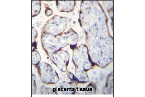 LETM2 Antibody (N-term) (ABIN656294 and ABIN2845601) immunohistochemistry analysis in formalin fixed and paraffin embedded human placenta tissue followed by peroxidase conjugation of the secondary antibody and DAB staining. (LETM2 抗体  (N-Term))