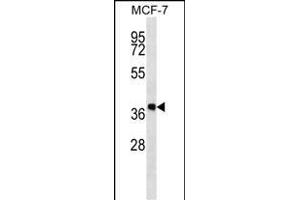DHRS7B Antibody (Center) (ABIN657263 and ABIN2846358) western blot analysis in MCF-7 cell line lysates (35 μg/lane). (DHRS7B 抗体  (AA 133-161))