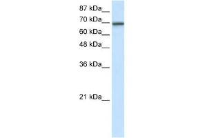 WB Suggested Anti-ELL Antibody Titration:  7. (ELL 抗体  (N-Term))