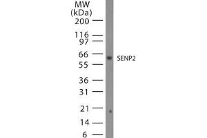 Image no. 1 for anti-SUMO1/sentrin/SMT3 Specific Peptidase 2 (SENP2) (AA 500-550) antibody (ABIN208758) (SENP2 抗体  (AA 500-550))