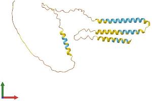 Protein Structure (PS) image for ADP-Ribosylation-Like Factor 6 Interacting Protein 6 (ARL6IP6) (AA 1-226) protein (His tag) (ABIN7552231)