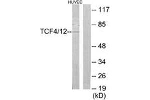 Western blot analysis of extracts from HuvEc cells, using TCF4/12 Antibody. (TCF4/12 (AA 581-630) 抗体)