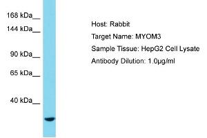 Host: Rabbit Target Name: MYOM3 Sample Tissue: Human HepG2 Whole Cell Antibody Dilution: 1ug/ml (MYOM3 抗体  (C-Term))