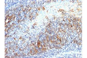 Formalin-fixed, paraffin-embedded human Tonsil stained with CDC20 Mouse Monoclonal Antibody (AR12). (CDC20 抗体)