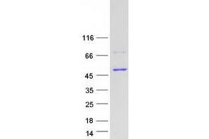Western Blotting (WB) image for Carboxypeptidase B1 (Tissue) (CPB1) protein (Myc-DYKDDDDK Tag) (ABIN2713150)