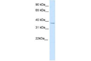 SFPI1 antibody (20R-1184) used at 0. (SPI1 抗体  (N-Term))