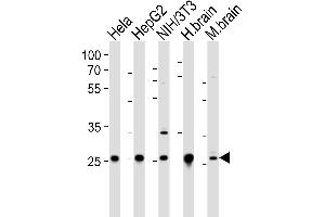 Western blot analysis of lysates from Hela, HepG2, mouse NIH/3T3 cell line, human brain and mouse brain tissue lysate(from left to right), using NDUFS3 Antibody (C-term) (ABIN6243369 and ABIN6577514). (NDUFS3 抗体  (C-Term))