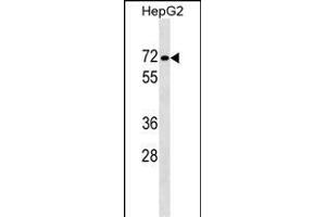 P1R16B Antibody (Center) (ABIN1538368 and ABIN2849180) western blot analysis in HepG2 cell line lysates (35 μg/lane). (PPP1R16B 抗体  (AA 372-399))