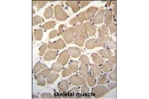 GAS2L2 Antibody (C-term) (ABIN655364 and ABIN2844921) immunohistochemistry analysis in formalin fixed and paraffin embedded human skeletal muscle followed by peroxidase conjugation of the secondary antibody and DAB staining. (GAS2L2 抗体  (C-Term))