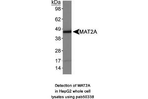 Image no. 1 for anti-Methionine Adenosyltransferase II, alpha (MAT2A) (AA 1-100), (N-Term) antibody (ABIN363647) (MAT2A 抗体  (N-Term))