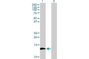 Western Blot analysis of EGFLAM expression in transfected 293T cell line by EGFLAM MaxPab polyclonal antibody.
