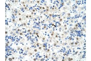 DAZAP1 antibody was used for immunohistochemistry at a concentration of 4-8 ug/ml to stain Hepatocytes (arrows) in Human Liver. (DAZAP1 抗体  (C-Term))