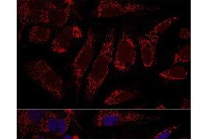 Confocal immunofluorescence analysis of U2OS cells using CHCHD3 Polyclonal Antibody at dilution of 1:100. (CHCHD3 抗体)
