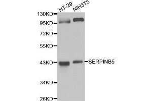 Western blot analysis of HT-29 cell and NIH3T3 cell lysate using SERPINB5 antibody. (SERPINB5 抗体  (AA 21-189))