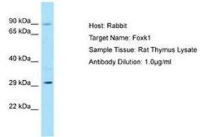 Image no. 1 for anti-Forkhead Box K1 (Foxk1) (AA 61-110) antibody (ABIN6749848) (Foxk1 抗体  (AA 61-110))
