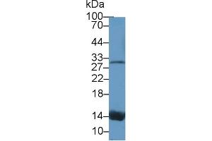 Western Blot; Sample: Canine Serum; Primary Ab: 1µg/ml Rabbit Anti-Canine TTR Antibody Second Ab: 0. (TTR 抗体  (AA 23-147))