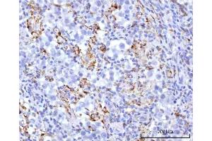 IHC analysis of UBXN8 using anti-UBXN8 antibody (ABIN7600091). (UBXN8 抗体  (AA 149-270))