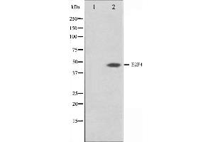 Western blot analysis on COS7 cell lysate using E2F4 Antibody,The lane on the left is treated with the antigen-specific peptide.