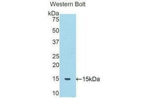 Western Blotting (WB) image for anti-serpin Peptidase Inhibitor, Clade A (Alpha-1 Antiproteinase, Antitrypsin), Member 6 (SERPINA6) (AA 132-247) antibody (ABIN1858270) (SERPINA6 抗体  (AA 132-247))