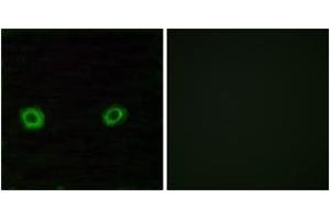 Immunofluorescence (IF) image for anti-Olfactory Receptor, Family 2, Subfamily D, Member 3 (OR2D3) (AA 231-280) antibody (ABIN2890980) (OR2D3 抗体  (AA 231-280))