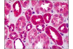 Image no. 1 for anti-Slit Homolog 1 (SLIT1) (AA 487-504) antibody (ABIN303378) (SLIT1 抗体  (AA 487-504))