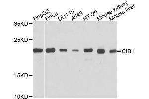 Western blot analysis of extracts of various cell lines, using CIB1 antibody. (CIB1 抗体  (AA 1-191))