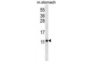 Western Blotting (WB) image for anti-ATP Synthase, H+ Transporting, Mitochondrial F0 Complex, Subunit F6 (ATP5J) antibody (ABIN2996759)