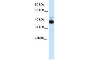 TTC19 antibody (20R-1251) used at 0. (TTC19 抗体  (C-Term))
