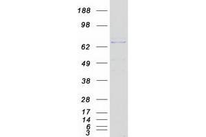 Validation with Western Blot (EHHADH Protein (Myc-DYKDDDDK Tag))