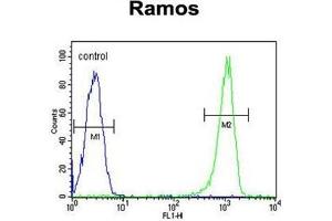C11orf53 Antibody (C-term) flow cytometric analysis of Ramos cells (right histogram) compared to a negative control cell (left histogram). (C11orf53 抗体  (C-Term))