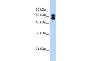 Western Blotting (WB) image for anti-Placental Alkaline Phosphatase (ALPP) antibody (ABIN2462509) (PLAP 抗体)