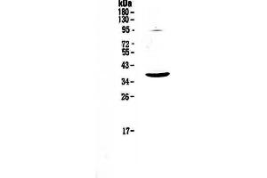 Western blot analysis of SCF using anti-SCF antibody . (KIT Ligand 抗体  (AA 26-190))