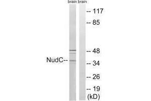 Western blot analysis of extracts from rat brain cells, using NudC (Ab-326) antibody. (NUDC 抗体  (Ser326))