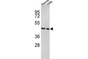 Western Blotting (WB) image for anti-Tu Translation Elongation Factor, Mitochondrial (Tufm) antibody (ABIN3001714) (TUFM 抗体)