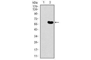 Image no. 3 for anti-DKK3 antibody (ABIN1491710) (DKK3 抗体)