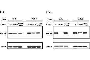 Western Blotting (WB) image for anti-Heat Shock 70kDa Protein 1A (HSPA1A) (Center) antibody (ABIN2856787)