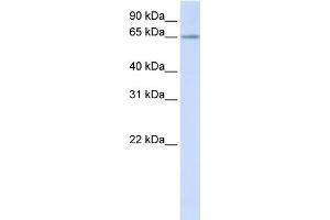 WB Suggested Anti-RSPRY1 Antibody Titration:  0. (RSPRY1 抗体  (N-Term))