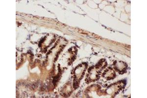 IHC-P testing of mouse intestine tissue (Beclin 1 抗体  (AA 1-354))