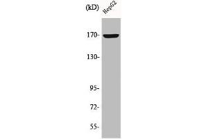 Western Blot analysis of HepG2 cells using COL4A6 Polyclonal Antibody (COL4a6 抗体  (C-Term))