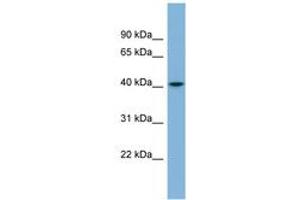 Image no. 1 for anti-serpin Peptidase Inhibitor, Clade I (neuroserpin), Member 1 (SERPINI1) (AA 179-228) antibody (ABIN6741986)