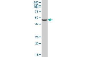 CHEK2 MaxPab polyclonal antibody. (CHEK2 抗体  (AA 1-543))
