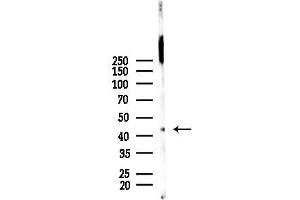 anti-Mitogen-Activated Protein Kinase Kinase 1/2 (MAP2K1/2) (Internal Region) antibody