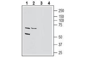 Western blot analysis of human THP-1 monocytic leukemia cell line lysate (lanes 1 and 3) and human MCF-7 breast adenocarcinoma cell line lysate (lanes 2 and 4): - 1-2. (PVRL4 抗体  (Extracellular, N-Term))
