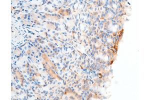 ABIN6267252 at 1/100 staining mouse gastric tissue sections by IHC-P.